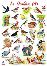 ΤΑ ΠΟΥΛΙΑ Α+Β ΑΦΙΣΑ