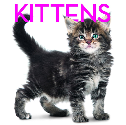 KITTENS-CUBE BOOK HB