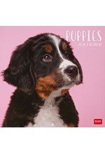 ΗΜΕΡΟΛΟΓΙΟ LEGAMI 26 PUPPIES 30*30 ΤΟΙΧΟΥ CAL260001