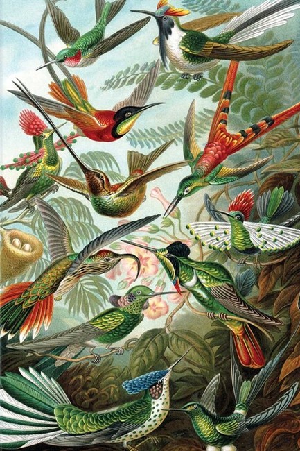 ΣΗΜΕΙΩΜΑΤΑΡΙΟ FLAME TREE FOILED HAECKEL-HUMMINGBIRDS 14,8*21cm.88Φ.ΡΙΓΕ