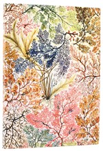 ΣΗΜΕΙΩΜΑΤΑΡΙΟ 13*18cm.MIDI ΡΙΓΕ FLEXIS PB KILBURN-ANEMONE