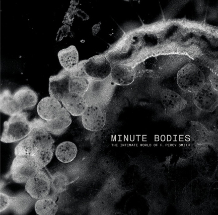TINDERSTICKS - MINUTE BODIES: THE INTIMATE WORLD OF F. PERCY SMITH (2 LP)