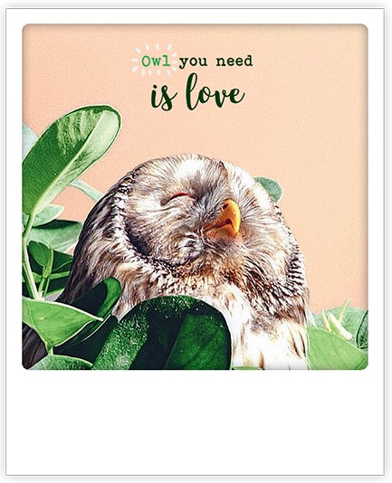 ΚΑΡΤΑ PICKMOTION ΜΟΝΗ OWL YOU NEED IS LOVE
